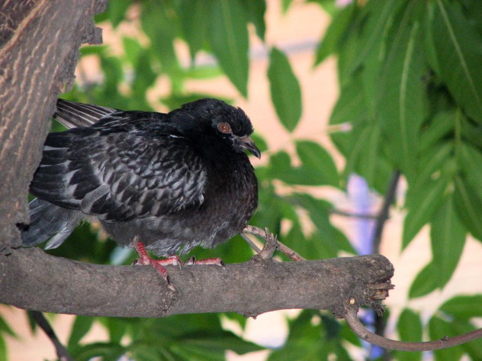 Free Image of Dark Pigeon 