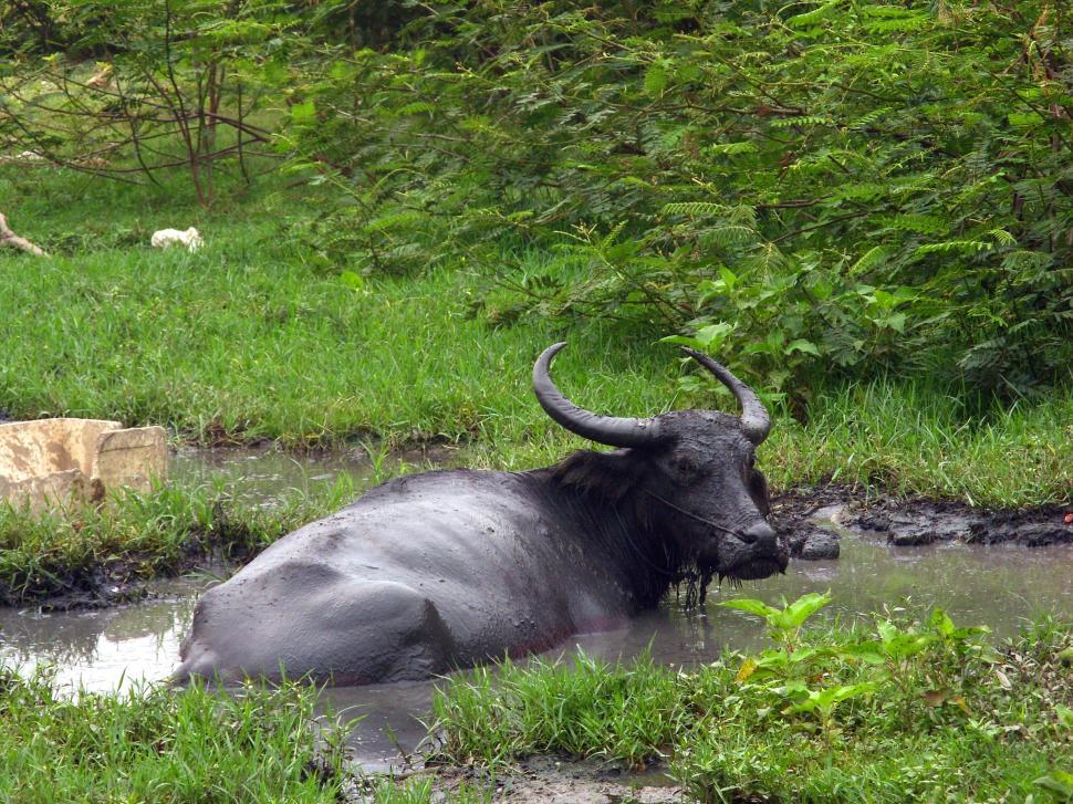 Free Image of Water buffalo 