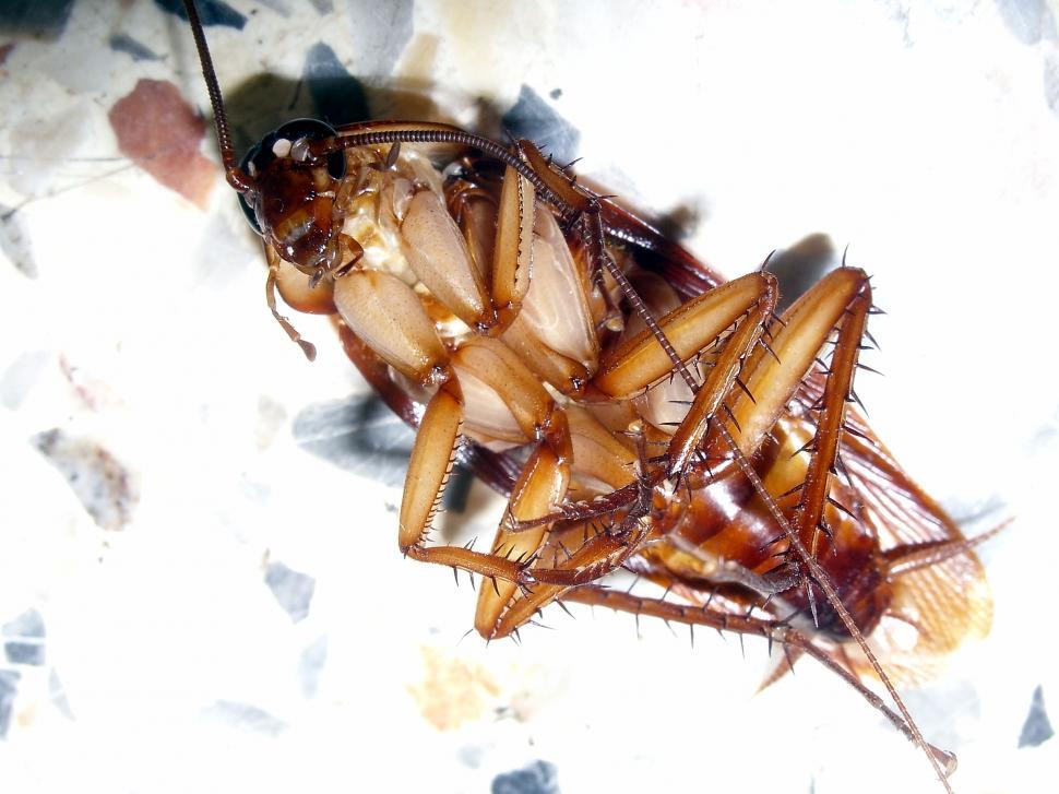 Free Image of Upturned cockroach 
