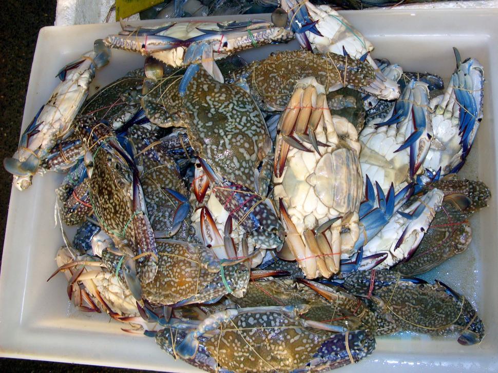 Free Image of Crabs on sale at market 