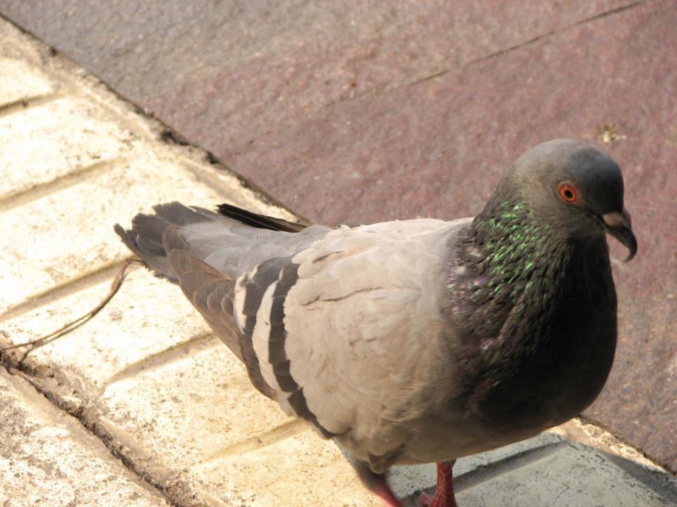 Free Image of Street Pigeon 