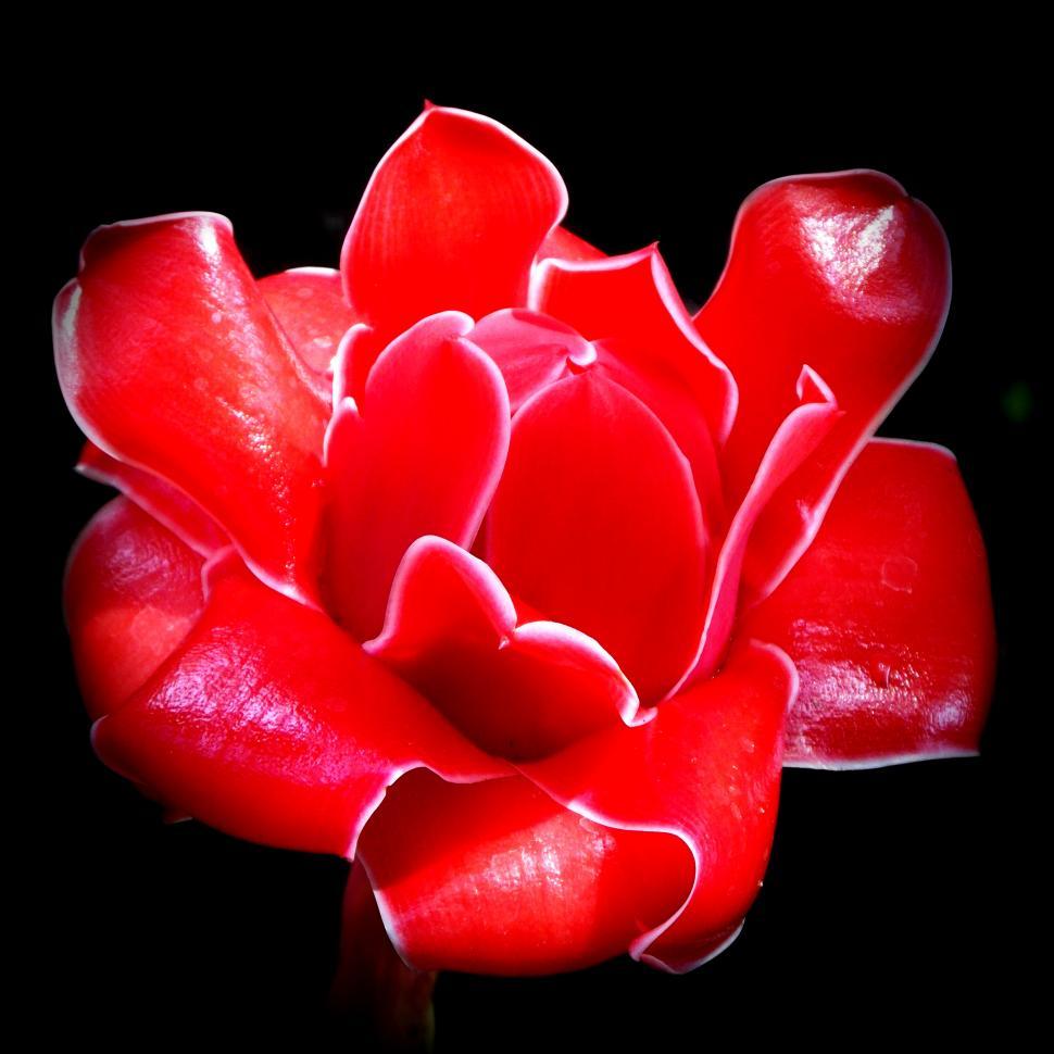 Free Image of Red Tropical Flower on Black Background  