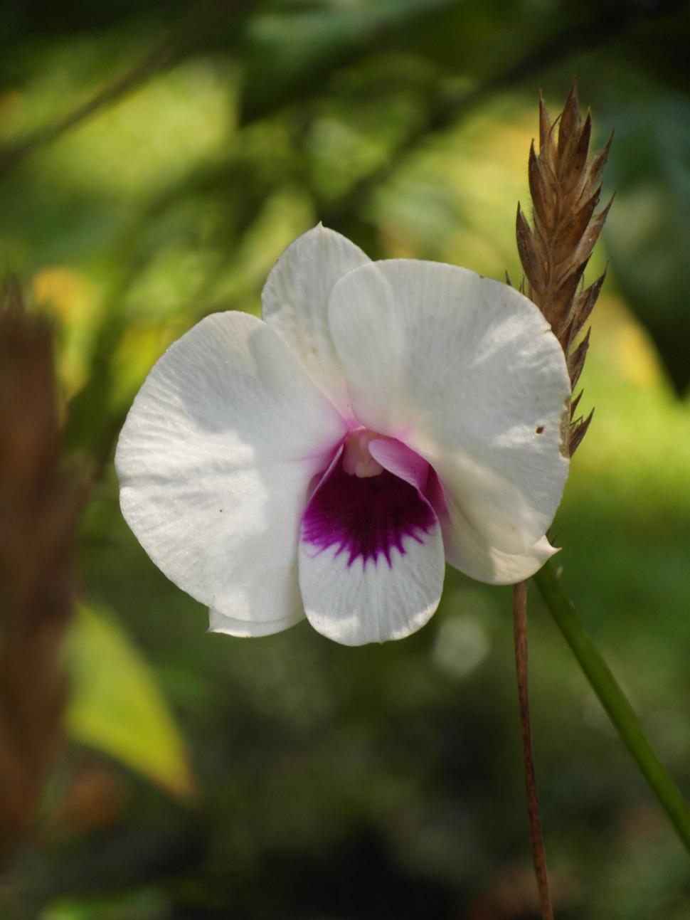 Free Image of White Orchid Flower  