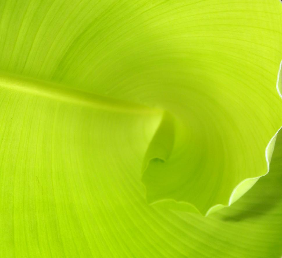 Free Image of Green Spiral Leaf Background  