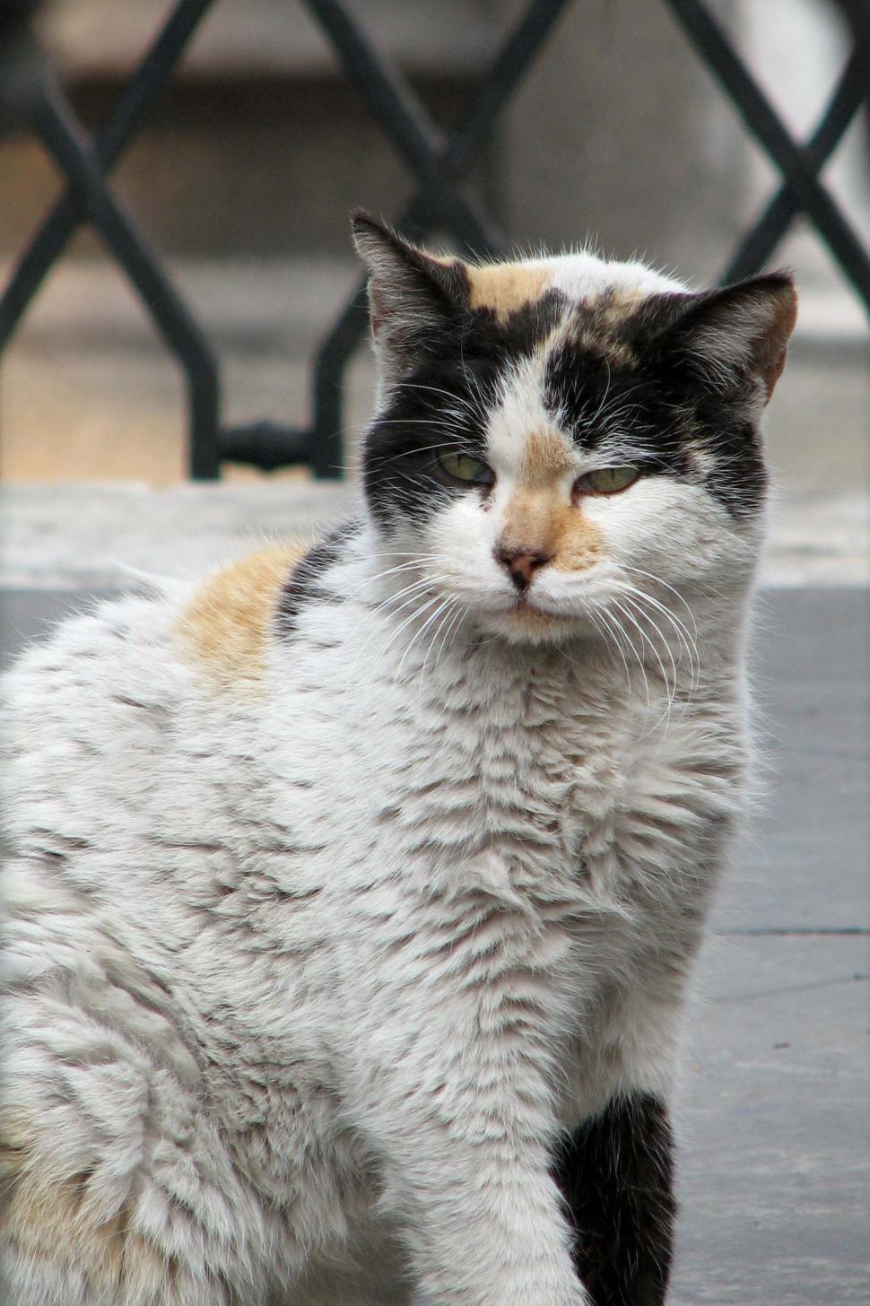 Free Image of Catri calico cat 