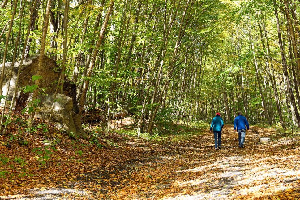 Free Image of Hikers in the Woods 