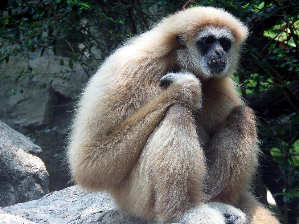Free Image of White-handed Gibbon - Hylobates Lar  