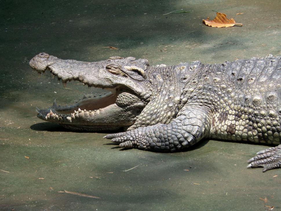 Free Image of crocodile  