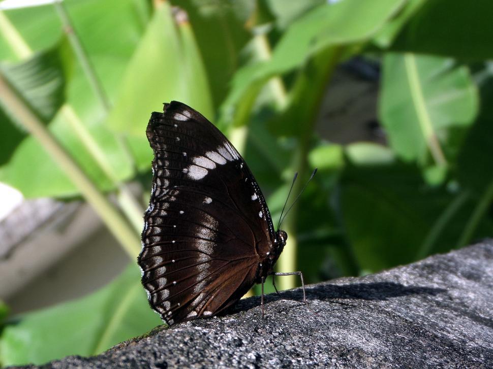 Free Image of Butterfly  