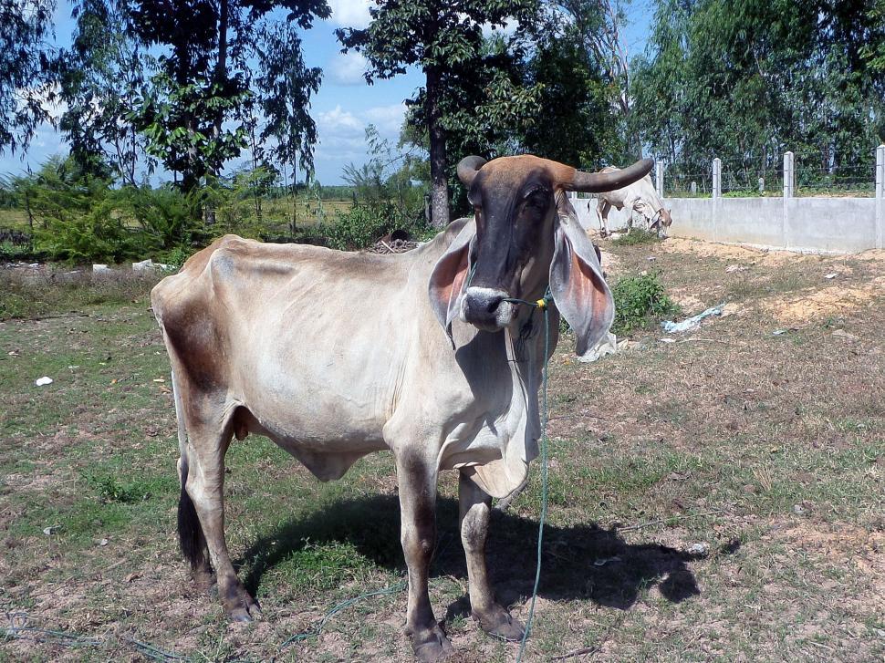 Free Image of Asian cow 