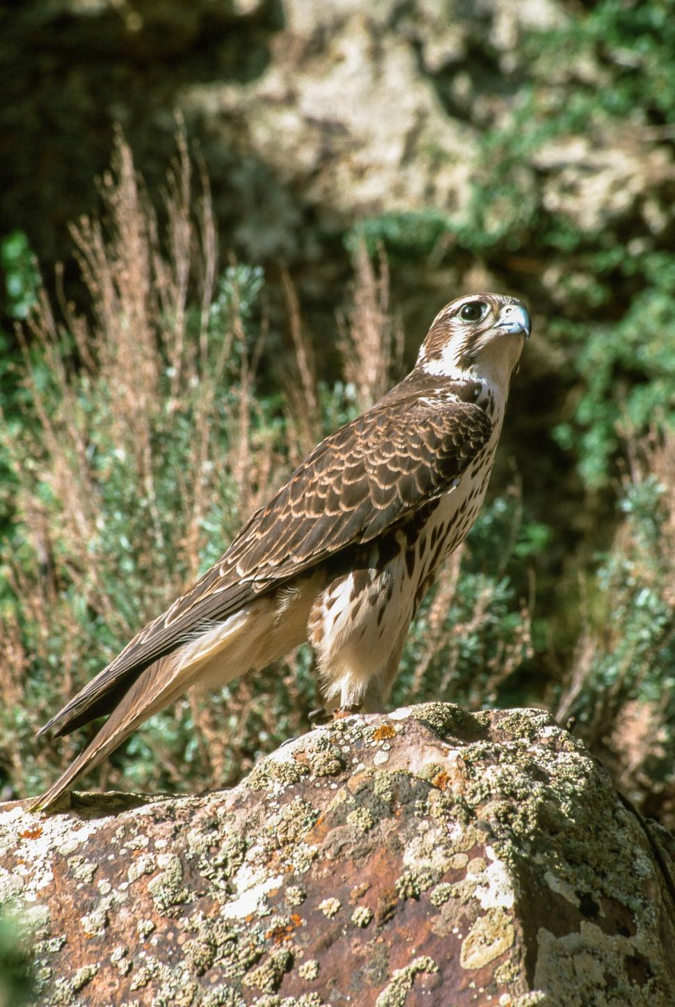 Free Image of Prairie falcon 