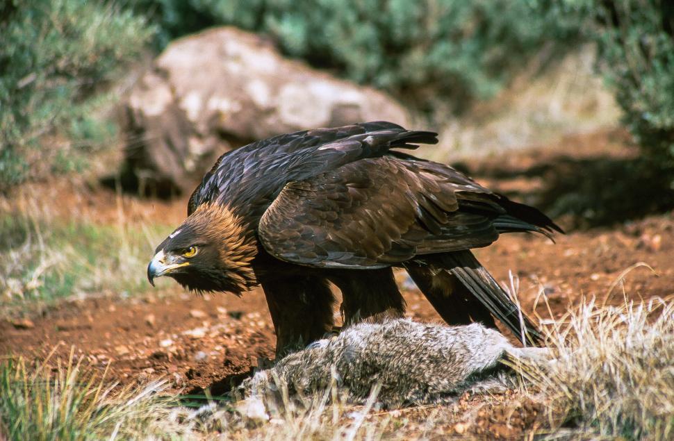 Free Image of Golden Eagle on kill 