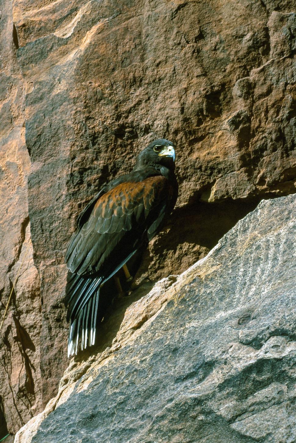 Free Image of Harris s hawk on rocks 
