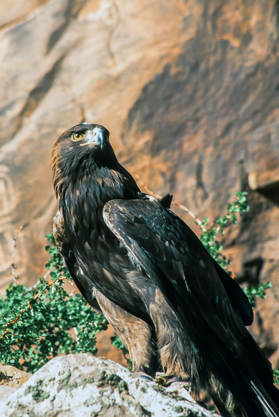 Free Image of Golden eagle 