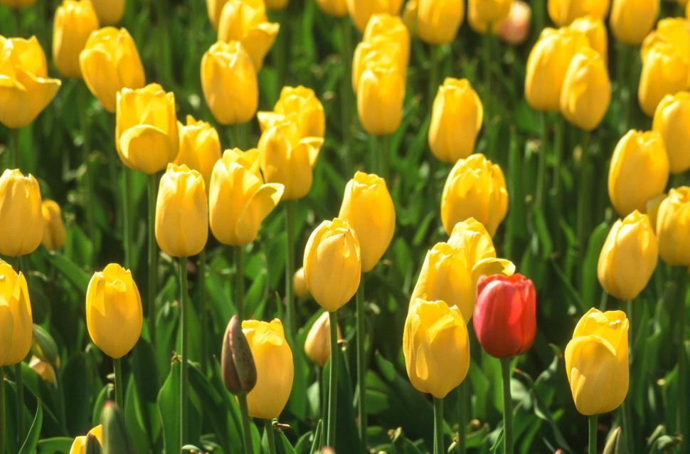 Free Image of Tulip Beds 