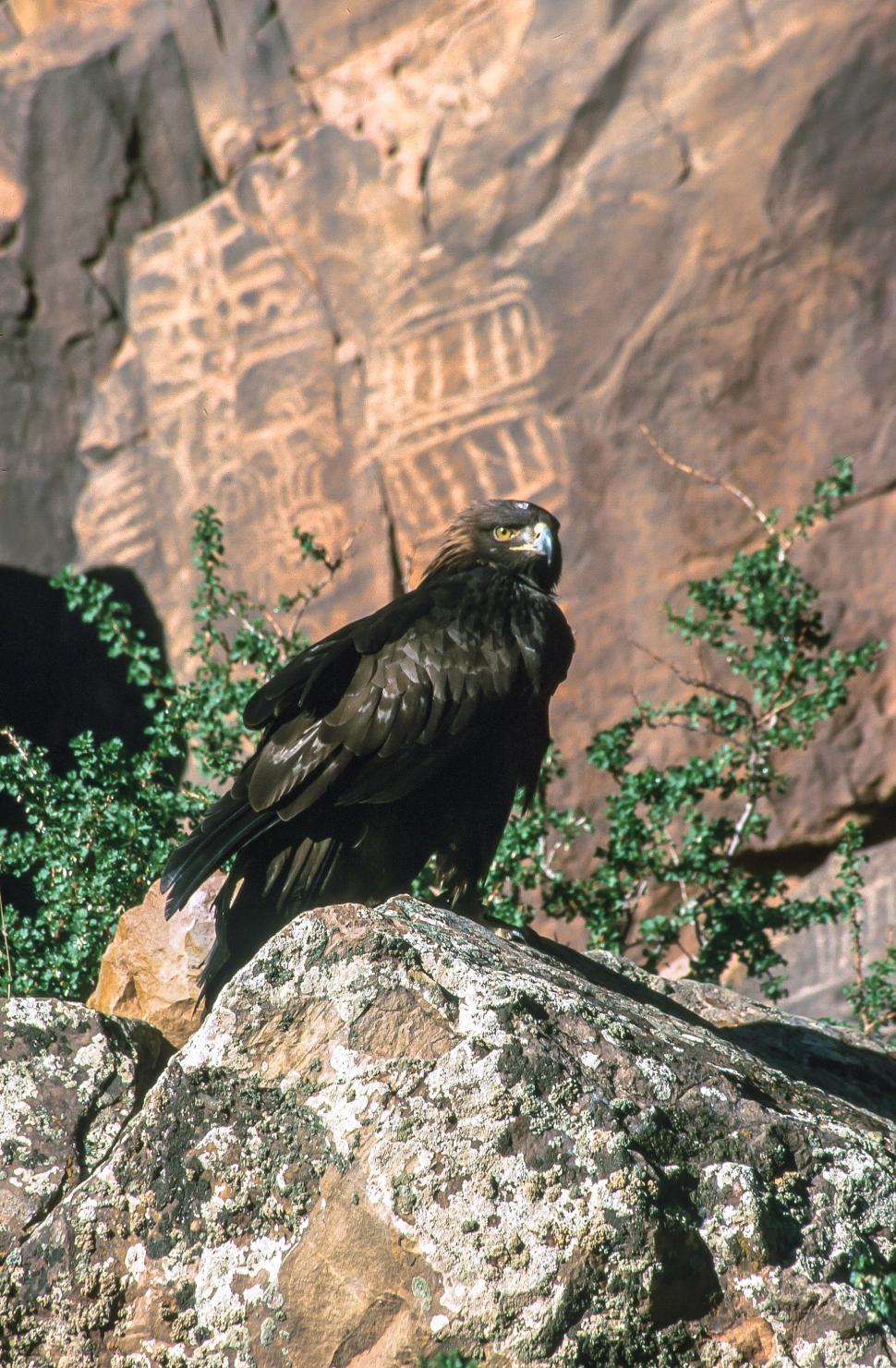 Free Image of Golden eagle on rock 
