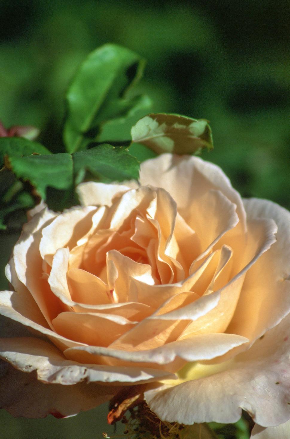 Free Image of Single Cream Rose 