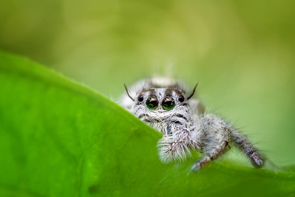 Free Image of jumping spider  