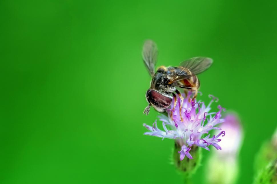 Free Image of fly on a flower  