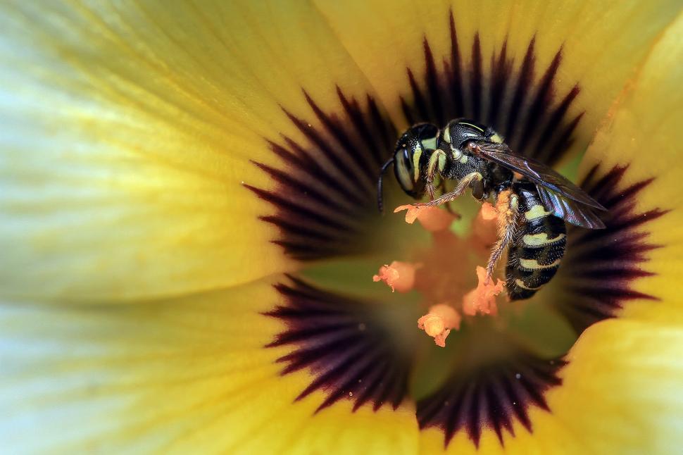 Free Image of bee on aflower  