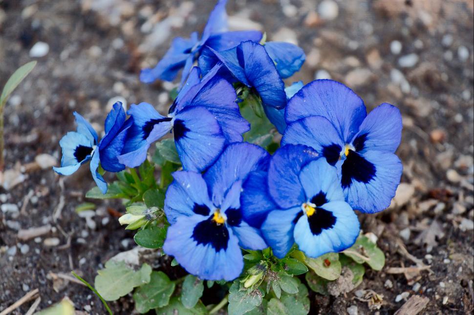 Free Image of Blue flowers 