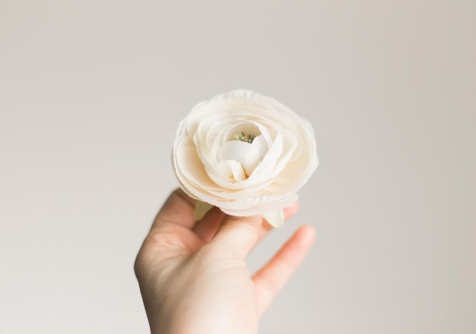 Free Image of A Hand Holding a Rose  