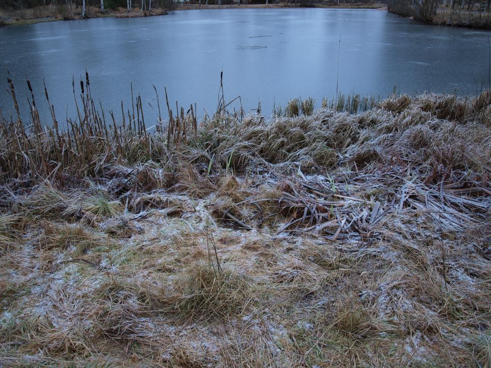Free Image of Frozen pond marsh 