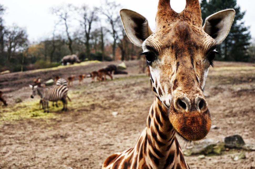 Free Image of Close Up of Giraffe With Other Animals in Background 