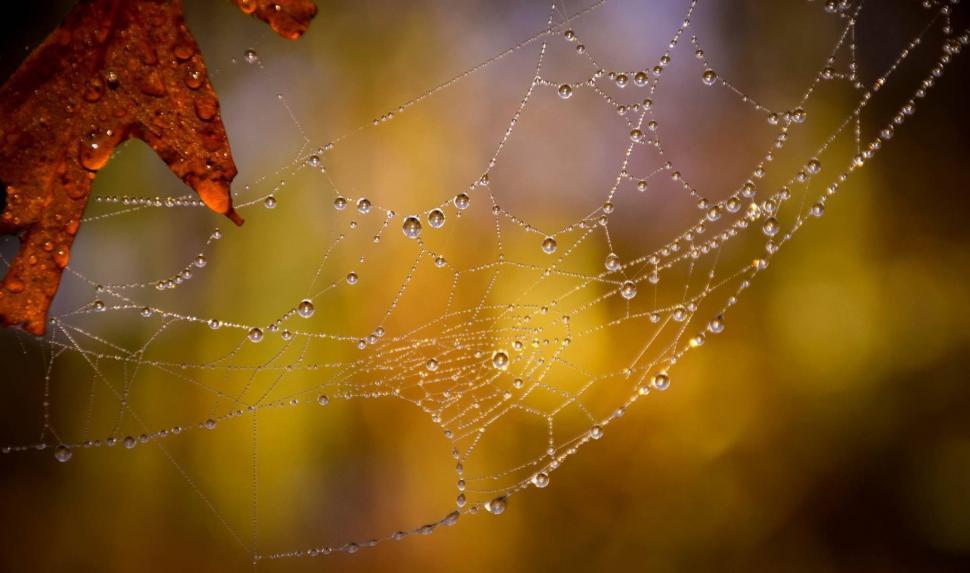 Free Image of Water Droplets on Spider Web 