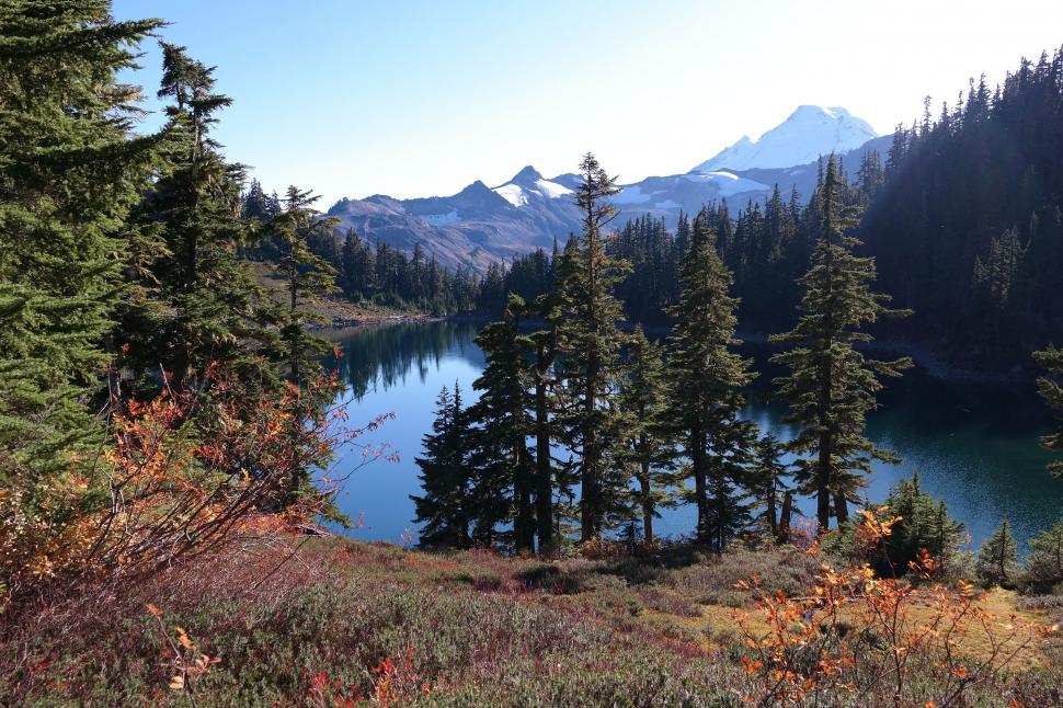Free Image of A View of a Lake Surrounded by Pine Trees 