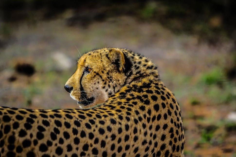Free Image of Close Up of a Cheetah Laying on the Ground 