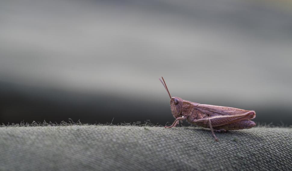 Free Image of Close Up of Grasshopper on Cloth 