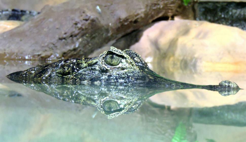 Free Image of Alligator Submerged in Pool of Water 