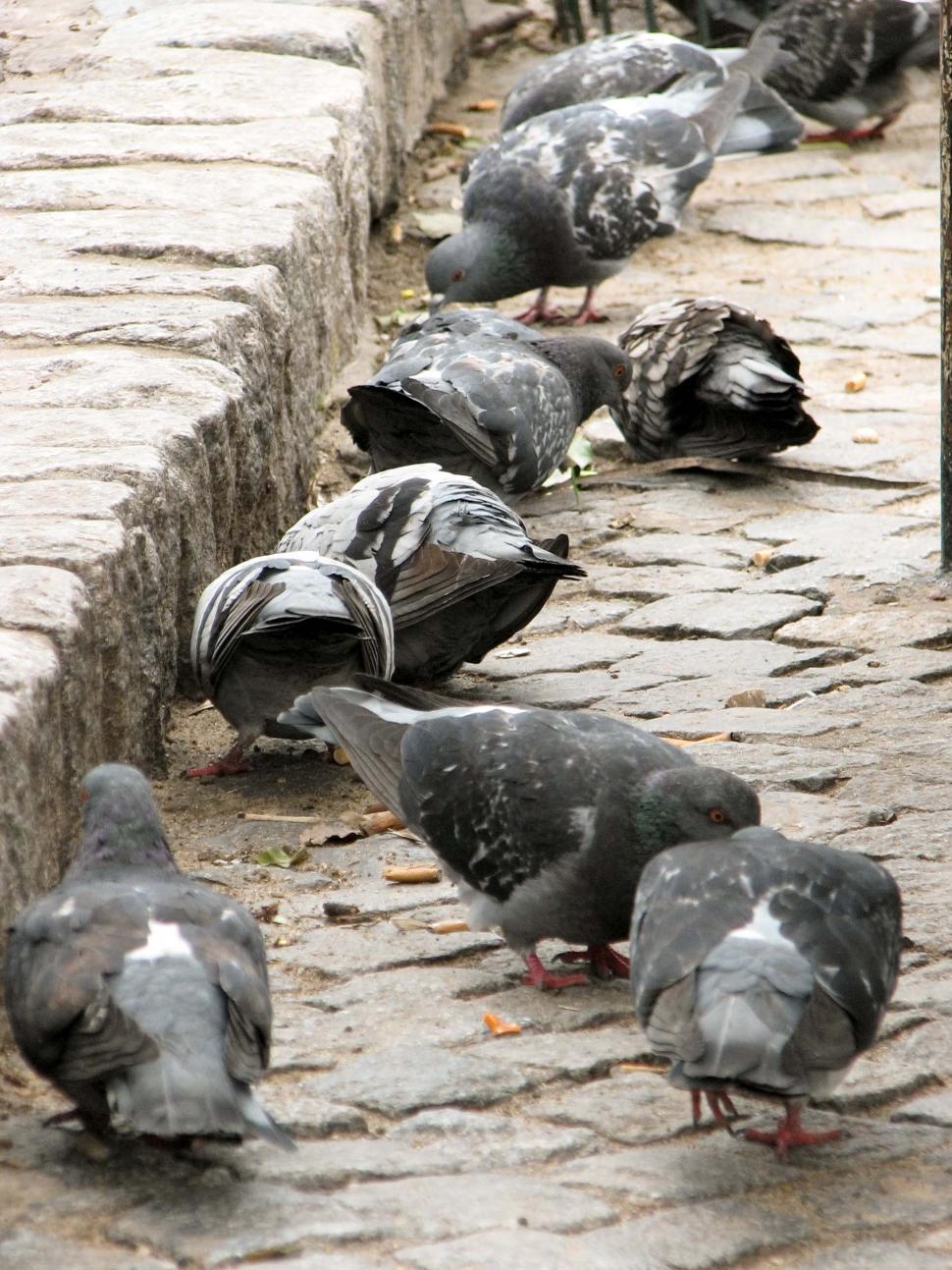 Free Image of Flock of Pigeons on Brick Walkway 