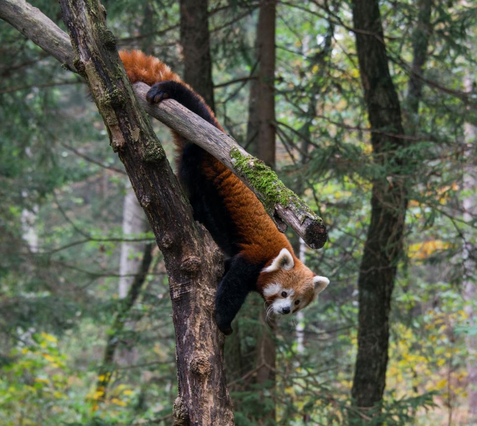 Free Image of Red Panda Climbing Tree in Forest 