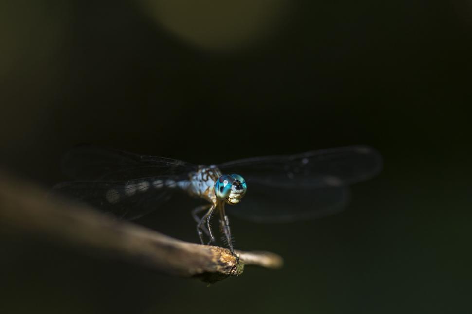 Free Image of Blue Dragonfly Perched on Branch in Darkness 