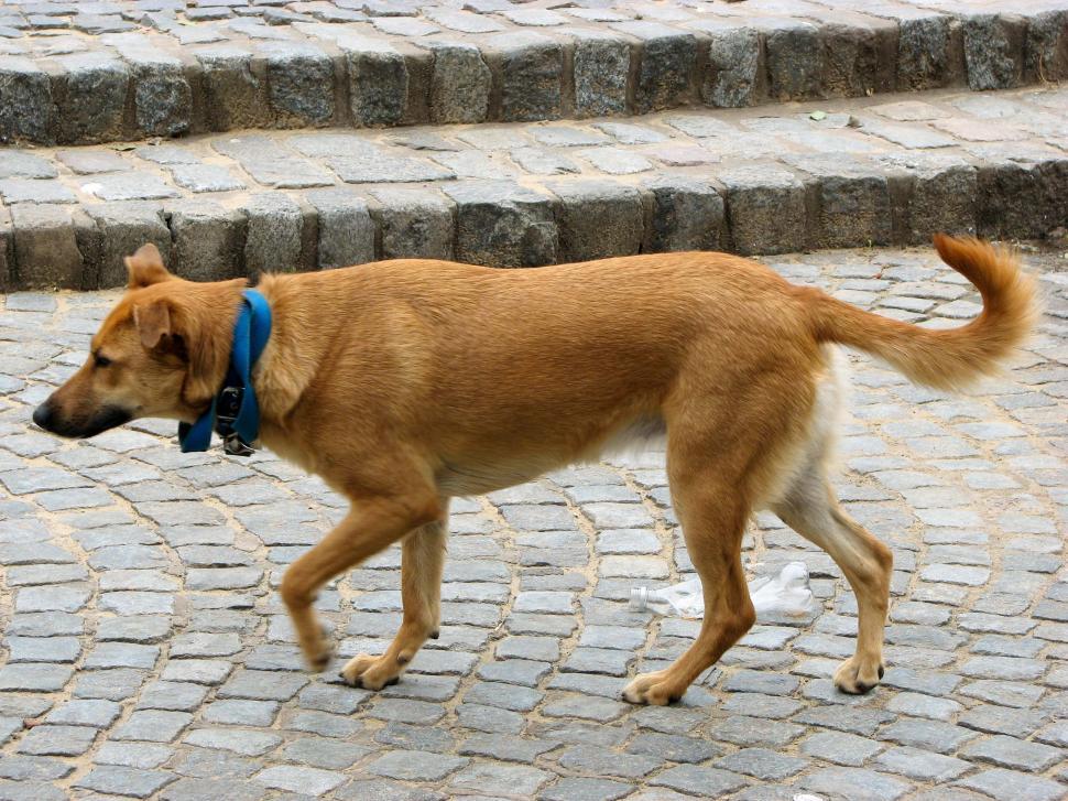 Free Image of A Dog Walking Down a Cobblestone Street 