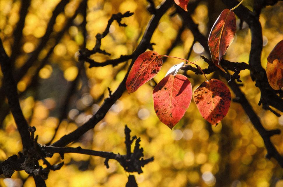 Free Image of Tree With Red Leaves in the Fall 