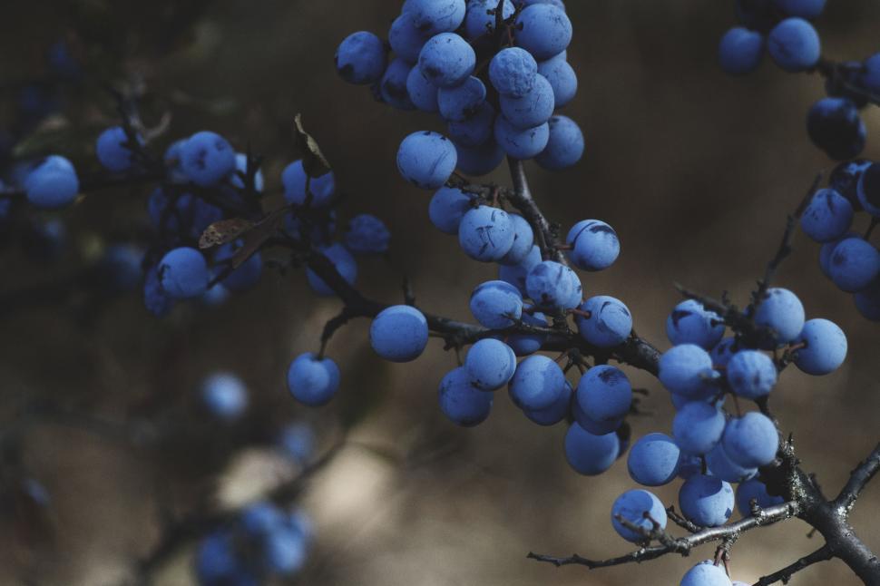 Free Image of Close Up of Blue Berries on a Tree 