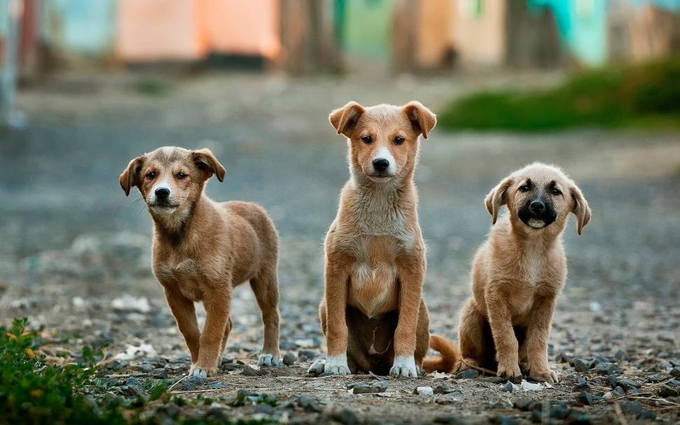 Free Image of Three Dogs Standing Together 