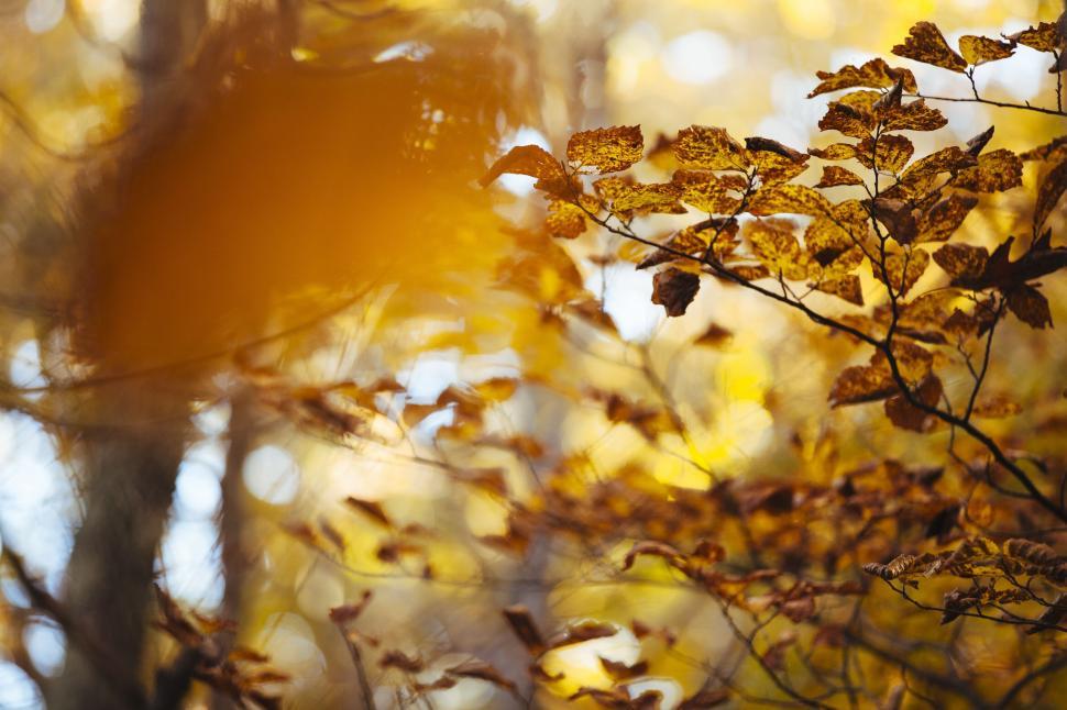 Free Image of Blurry Photo of Tree With Yellow Leaves 