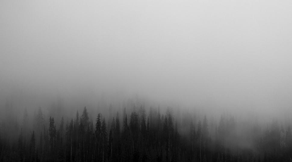 Free Image of Foggy Forest Landscape 
