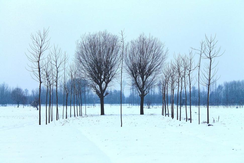 Free Image of Row of Trees in Snowy Field 