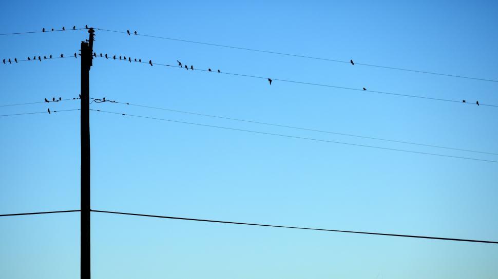 Free Image of Birds Sitting on Power Lines 