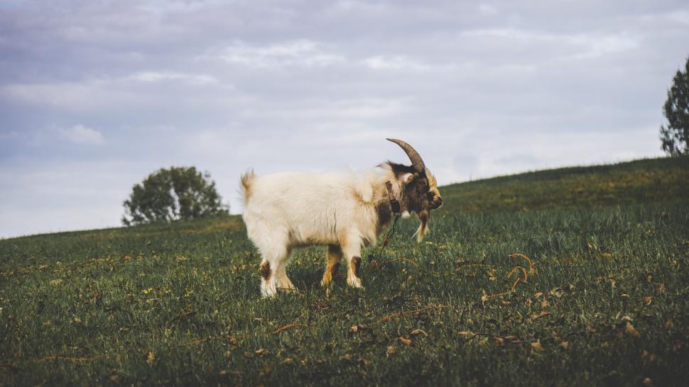 Free Image of Goat Standing on Top of Lush Green Field 