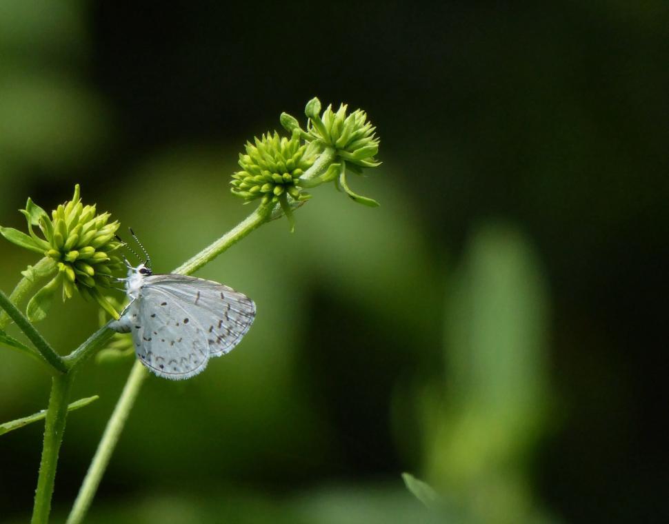Free Image of White Butterfly Perched on Green Plant 