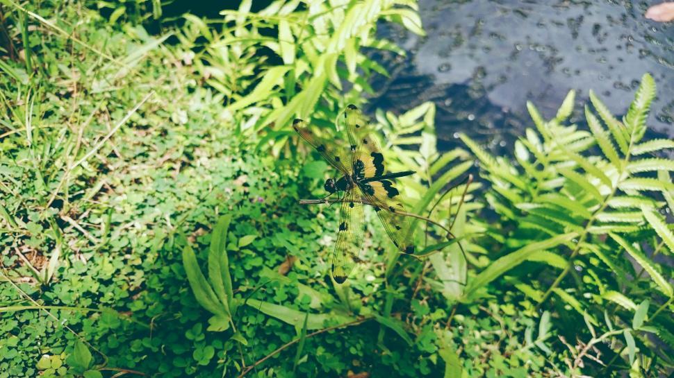 Free Image of Plant Growth Next to Water 