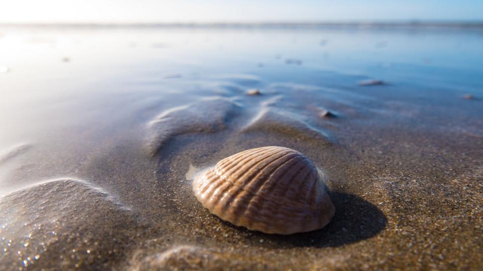 Free Image of Seashell on Sandy Beach Near Ocean 