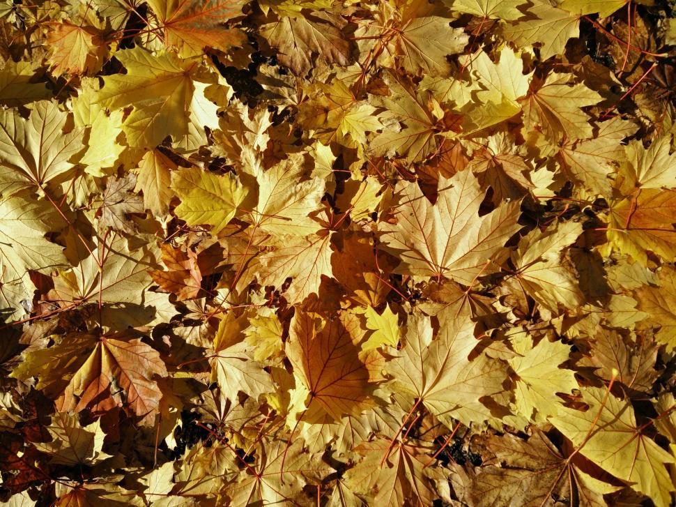 Free Image of Pile of Fallen Leaves on the Ground 
