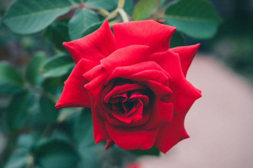 Free Image of Close Up of a Red Rose With Green Leaves 